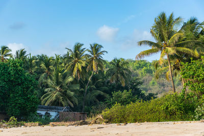 Scenic view of palm trees against sky