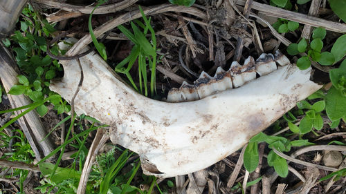 High angle view of animal skull on field