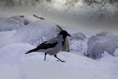View of a bird on snow covered landscape