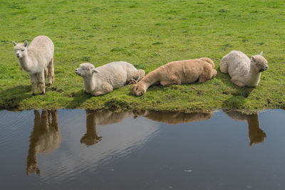 View of sheep on grass