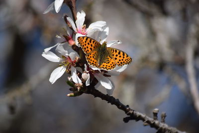 Close-up of butterfly perching on flower