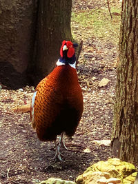 Close-up of bird
