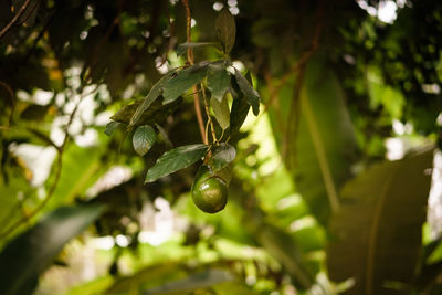 Close-up of berries growing on tree