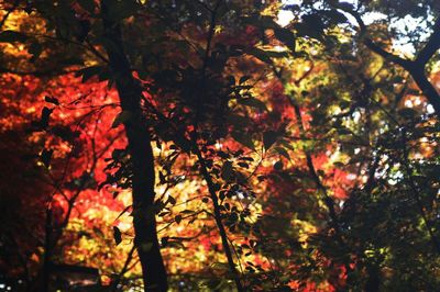 Low angle view of trees during autumn