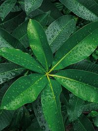 High angle view of wet plant leaves