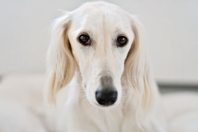 Close-up portrait of white dog