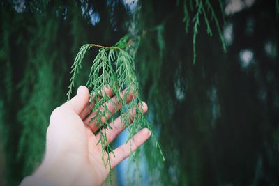 Close-up of cropped hand