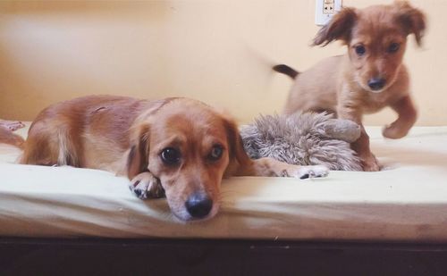 Portrait of puppy at home