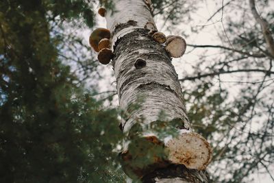 Mushrooms on a birch tree