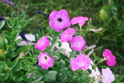 Close-up of pink flowering plant