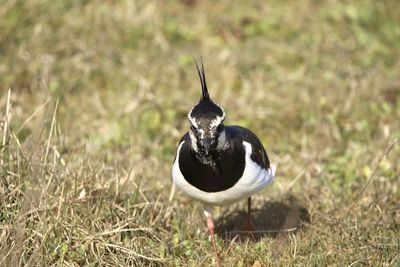 High angle view of a lapwing on grass