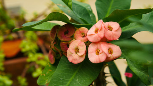 Close-up of red flowering plant