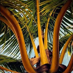 Low angle view of palm trees