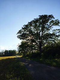 Road amidst trees against clear sky