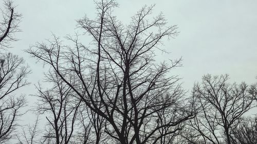 Low angle view of bare trees against sky