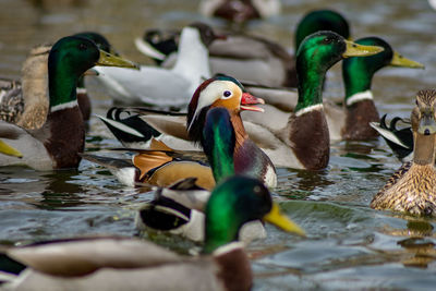 Close-up of ducks swimming in lake