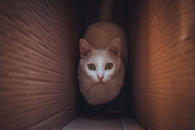 Portrait of cat in box
