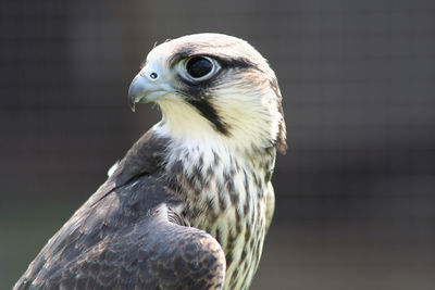 Close-up of bird looking away