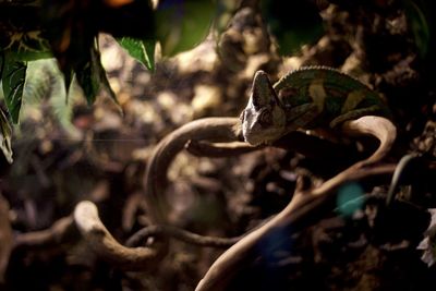 Close-up of a lizard on tree