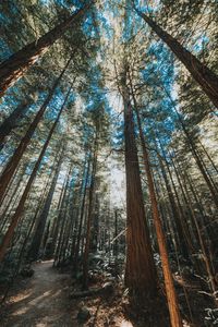 Low angle view of trees in forest