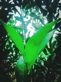 Close-up of wet plant leaves