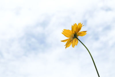 Close-up of yellow flowering plant against sky