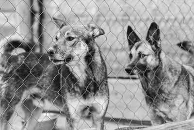 View of dog behind fence