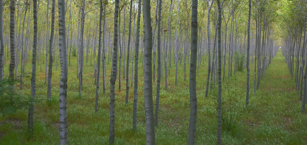 Pine trees in forest