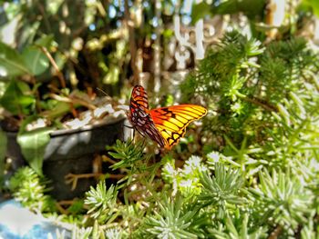 Butterfly perching on flower