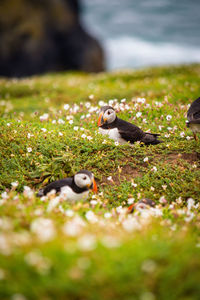 Close-up of bird on field