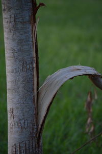 Close-up of tree trunk