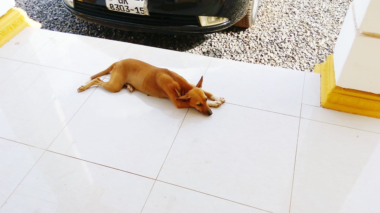 indoors, domestic animals, pets, animal themes, one animal, high angle view, mammal, dog, relaxation, sleeping, lying down, flooring, cat, domestic cat, tiled floor, full length, yellow, no people, home interior, resting