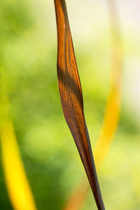 Extreme close up of plant