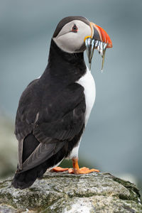 Close-up of bird perching on rock