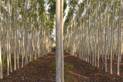 Trees growing on field in forest