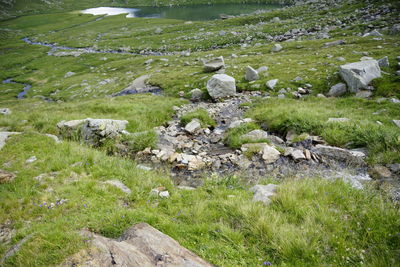 Plants growing on field