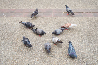 High angle view of pigeons perching on street