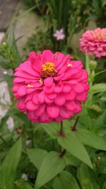 Close-up of pink flowers