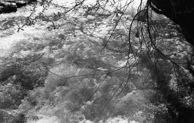 Trees growing against sky