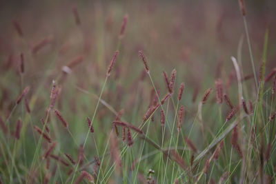 Close-up of stalks in field