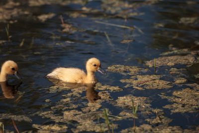 Duck in a lake