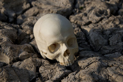 Close-up of human skull on rock