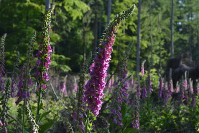 Close-up of purple flowering plants