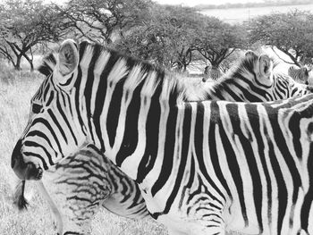 Close-up portrait of zebra