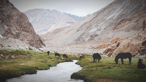 View of a sheep on mountain landscape