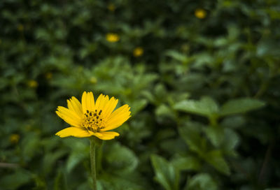 Close-up of yellow flower against blurred background