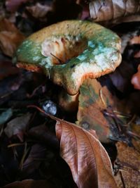 Close-up of mushroom growing during autumn