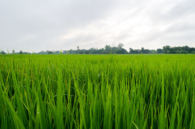 Scenic view of rice field against sky