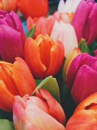 Close-up of red tulips