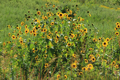 View of flowering plants on field